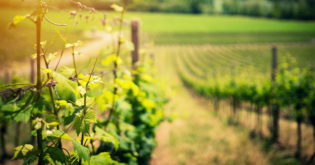 The Best Wine Regions In The World