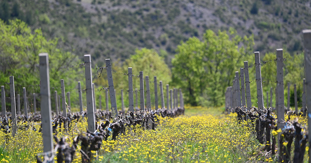 Exploring the Rich Heritage of Tikves Wines: A Journey Through North Macedonian Terroir