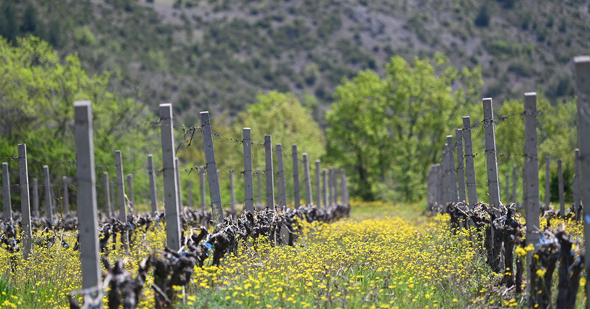 Exploring the Rich Heritage of Tikves Wines: A Journey Through North Macedonian Terroir