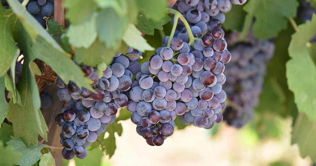 Amazing Facts About Cabernet Sauvignon