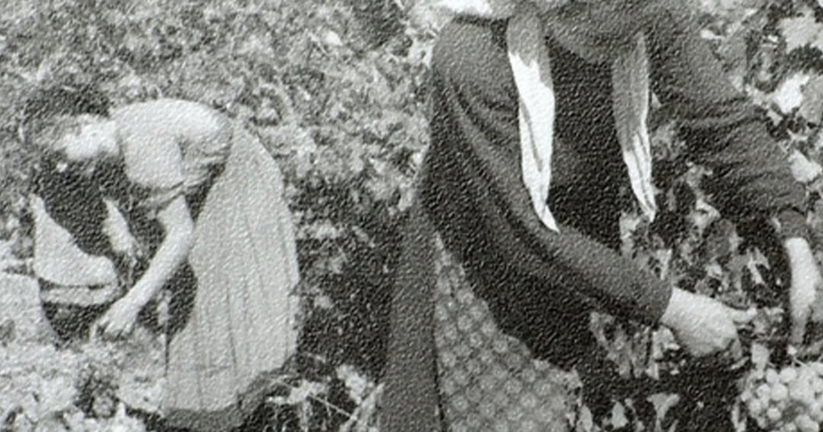 Archive black and white photograph of two women hand-picking grapes in a Tikveš vineyard.