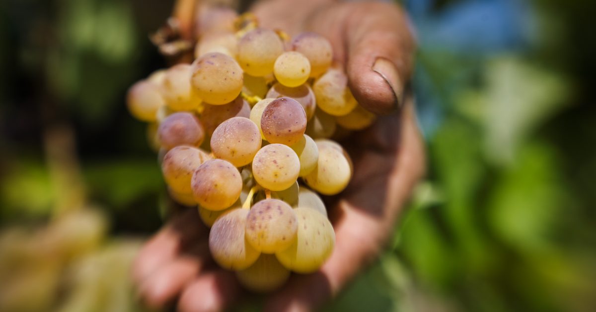 A hand holding a bunch of pale Smederevka grapes in a Tikveš vineyard