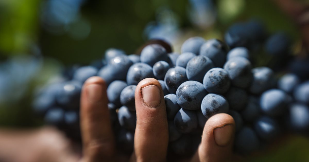 A hand holding a bunch of dark Vranec grapes in a Tikveš vineyard