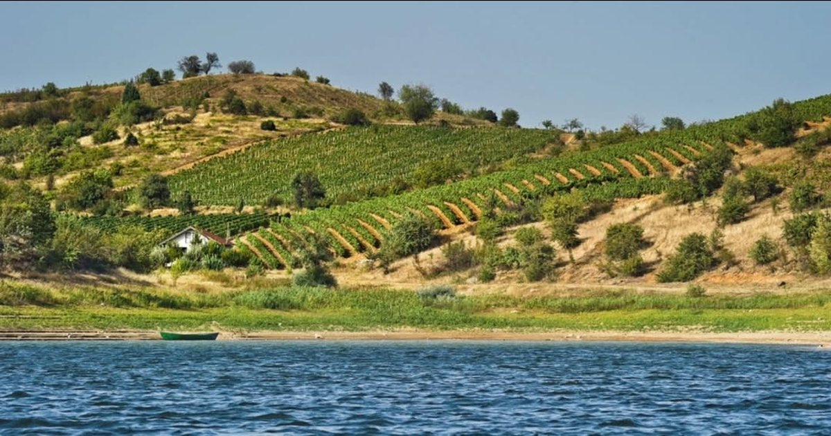Vineyard terraces on a hillside above Tikveš Lake in North Macedonia, with a small boat on the shore.