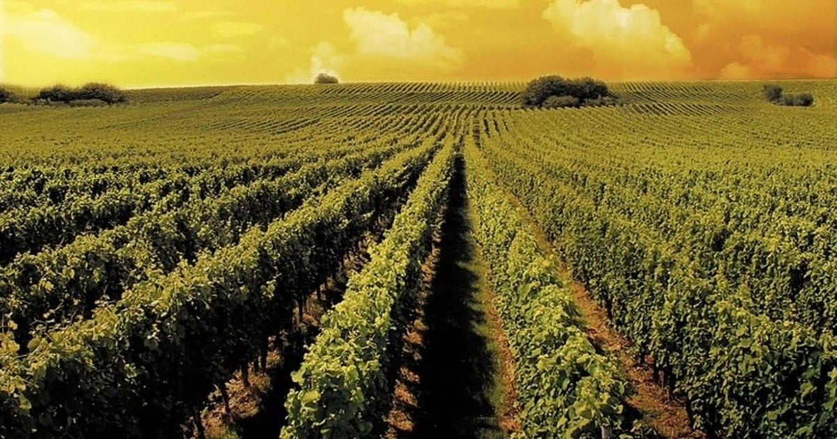 Rows of vines running to the horizon under an orange sunset sky.