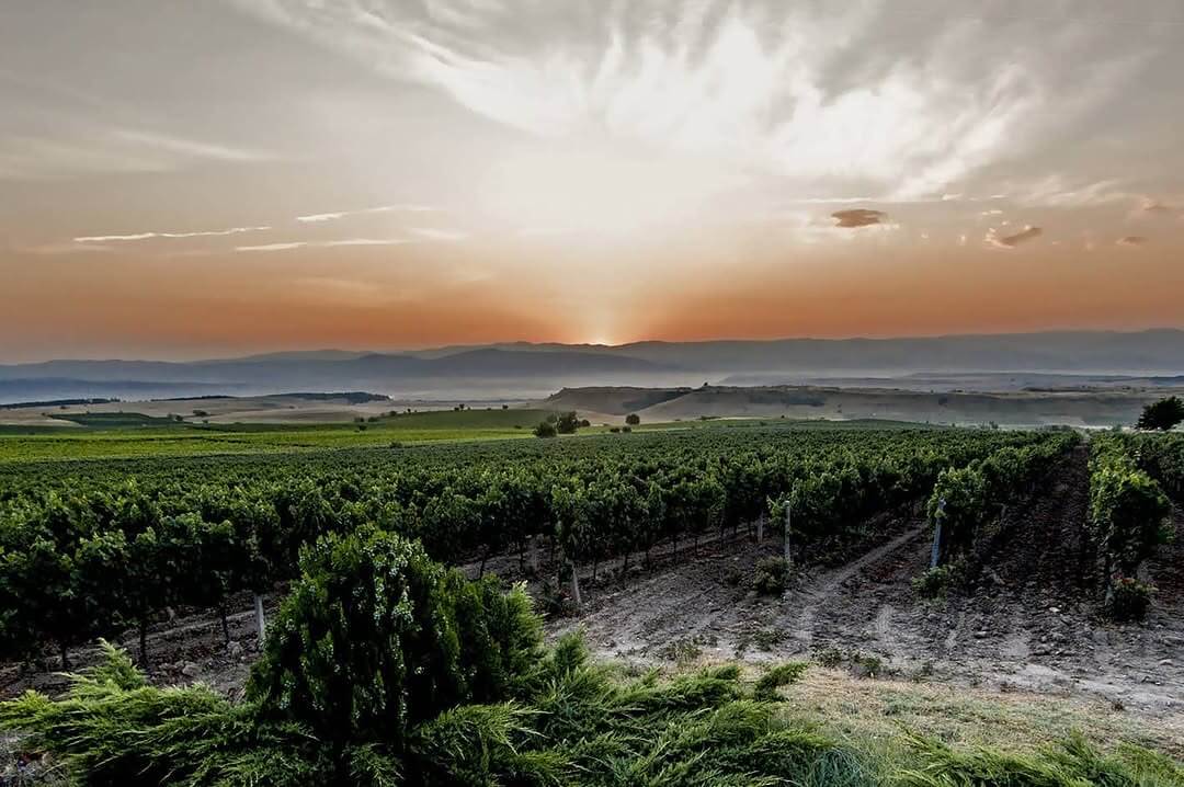 Vineyard rows at sunset, with hills on the horizon